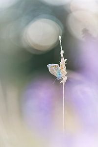 Douceur de papillon