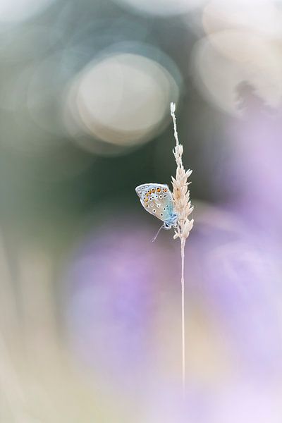 Butterfly softness van Bob Daalder