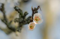 Plum blossom by Moetwil en van Dijk - Fotografie thumbnail