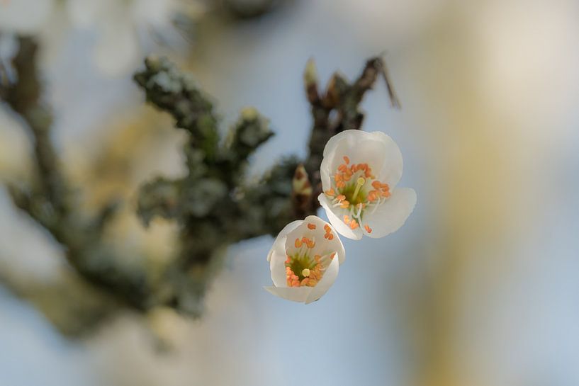 Plum blossom by Moetwil en van Dijk - Fotografie
