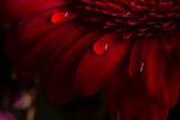Red gerbera