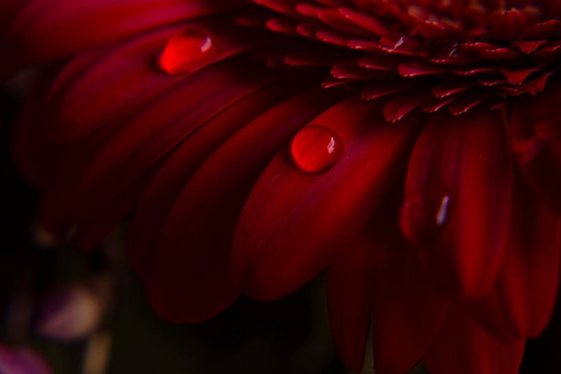 Rote Gerbera von Stephanie Kweldam-Beugelink