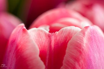 Roze tulp in detail van Bart Poelaert