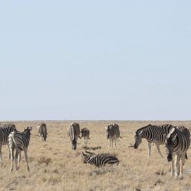 Zebras von Petervanderlecq
