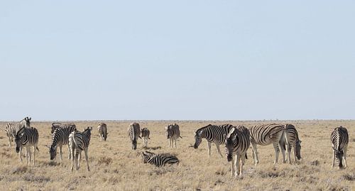 Zebras