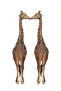 Zwei Giraffen vor weißem Hintergrund
