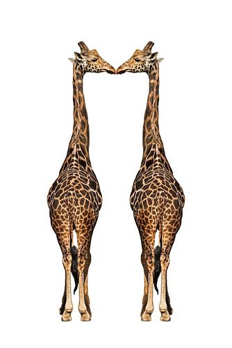 Zwei Giraffen vor weißem Hintergrund