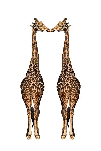 Zwei Giraffen vor weißem Hintergrund von Chi