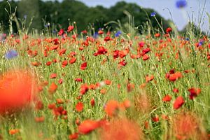 Feld mit Mohnblumen