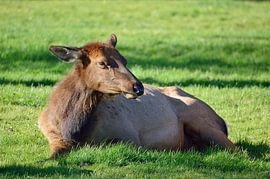 Relaxed wapiti by Frank's Awesome Travels