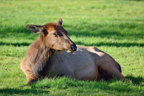 Ontspannen wapiti