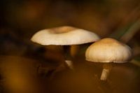 Champignons