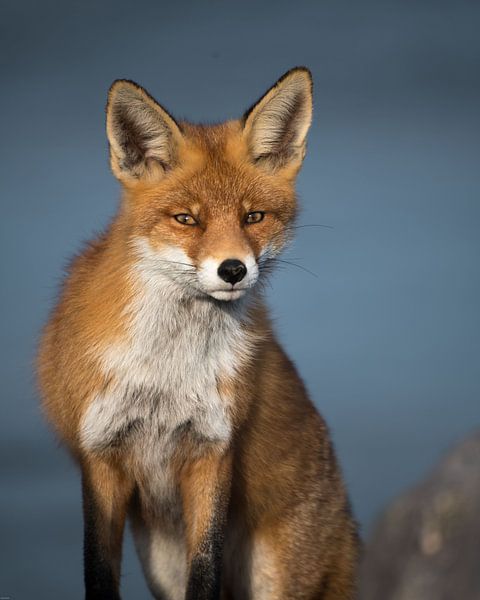 Curious red fox! van Robert Kok