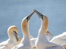 Elegante Verbundenheit in der Natur von Jack Soffers