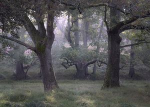Nebel in den Dünen der Amsterdamer Wasserversorgung