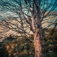 Arbres, feuilles, couleurs d'automne
