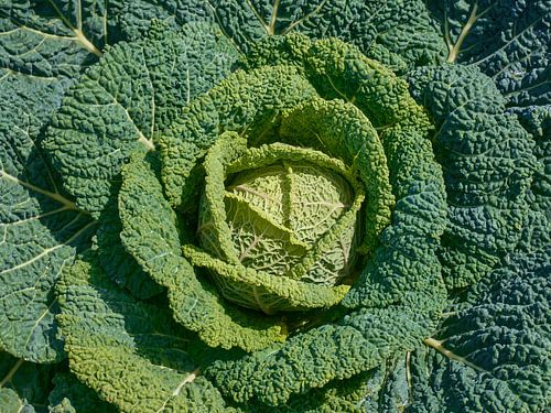 Savoy cabbage