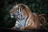 Een vrolijk gestreepte tijger kijkt aandachtig toe, de Amurtijger zit op een achtergrond van donkere van Michael Semenov thumbnail