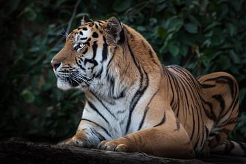 Een vrolijk gestreepte tijger kijkt aandachtig toe, de Amurtijger zit op een achtergrond van donkere