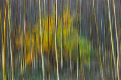Bomen in beweging in de herfst
