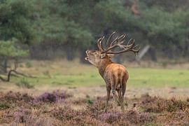 red deer by Els fontein
