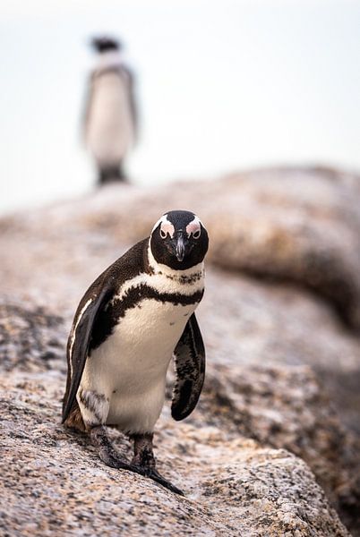 Pinguine am Boulders Beach in Südafrika. von Claudio Duarte