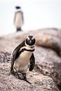 Pinguine am Boulders Beach in Südafrika. von Claudio Duarte Miniaturansicht