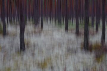 forest sur Pim Leijen