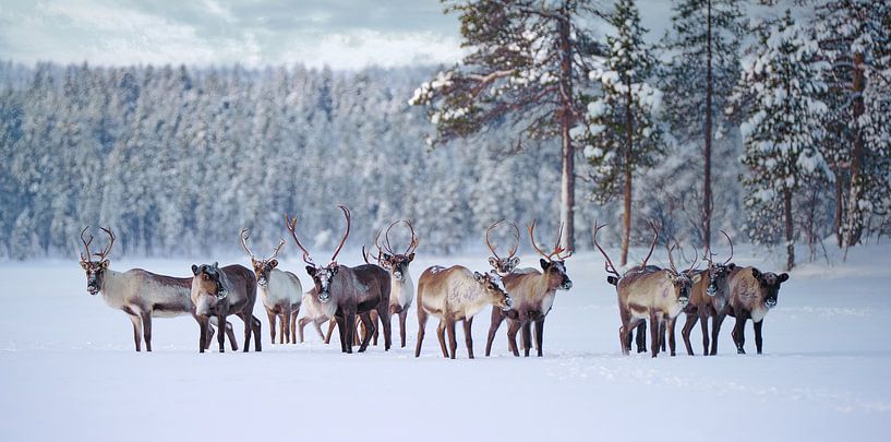Rentierherde im Pasvik Nationalpark von Kai Müller