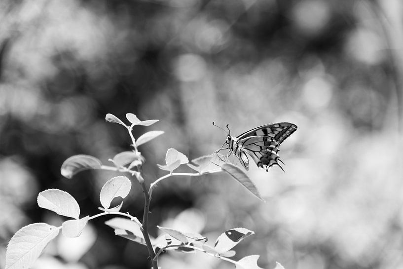Vlinder in zwart en wit van Chantal Koster