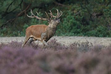 Red deer mating season 