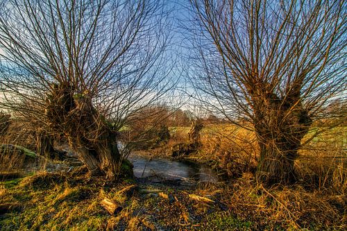 Geknotte wilgen bij de vijver