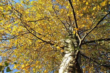 Lebendige Betula pendula, gelbes Herbstlaub von Imladris Images