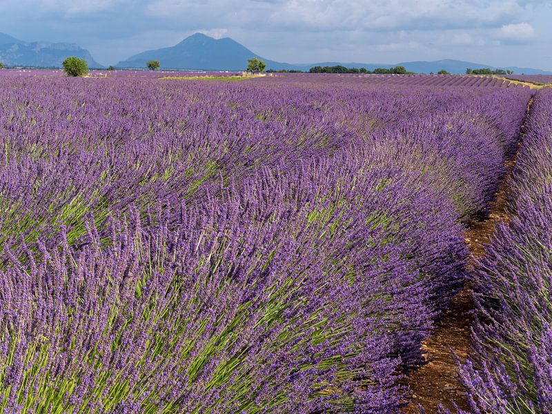 Endlose Lavendelfelder in der Provence, Frankreich von Hillebrand Breuker