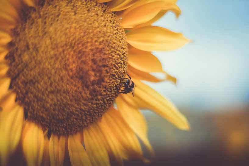 Sunflowers by Caroline Meister