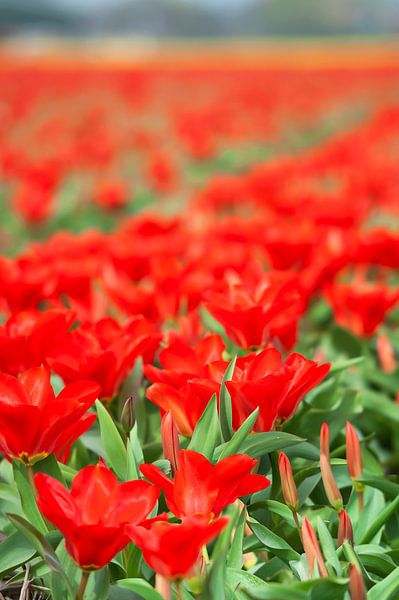 Rote Tulpen auf dem Feld von Anouschka Hendriks