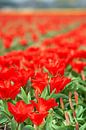 Rote Tulpen auf dem Feld von Anouschka Hendriks Miniaturansicht
