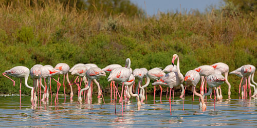 Flamants roses (Phoenicopterus roseus)