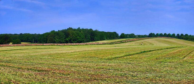 Panorama des chardons par Edgar Schermaul