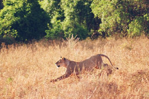 Leeuwin tijdens de jacht sur Cinthia Mulders