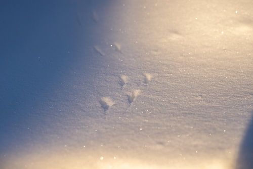 Sporen in de sneeuw