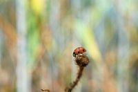 Little Bug in a giant World