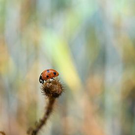 Klein insect in een reusachtige wereld van Lukas Frank