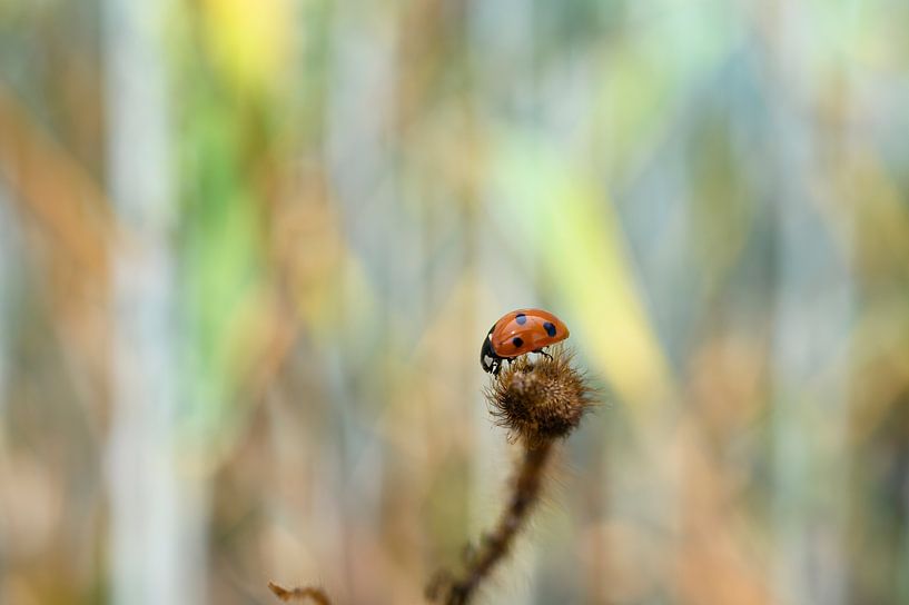 Petit bug dans un monde gigantesque par Lukas Frank
