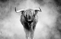 Schotse Hooglander zwart-wit