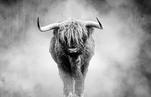 Schotse Hooglander zwart-wit