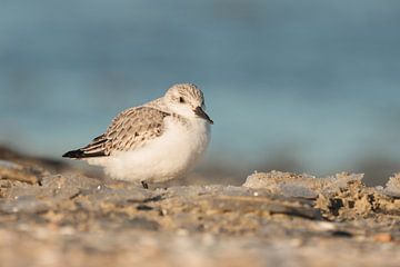 Drieteenstrandloper op een ijzig koud strand van Nature Laurie Fotografie