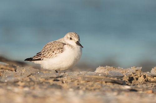 Drieteenstrandloper op een ijzig koud strand