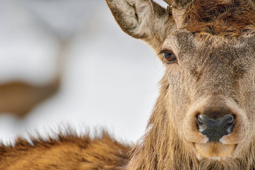 Red deer by Loulou Beavers