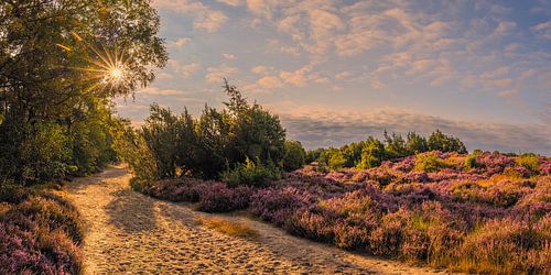 De heide in bloei in Terhorsterzand